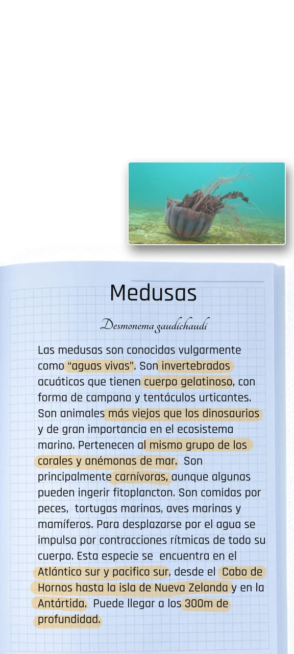 Carpeta Info Medusa Mobile